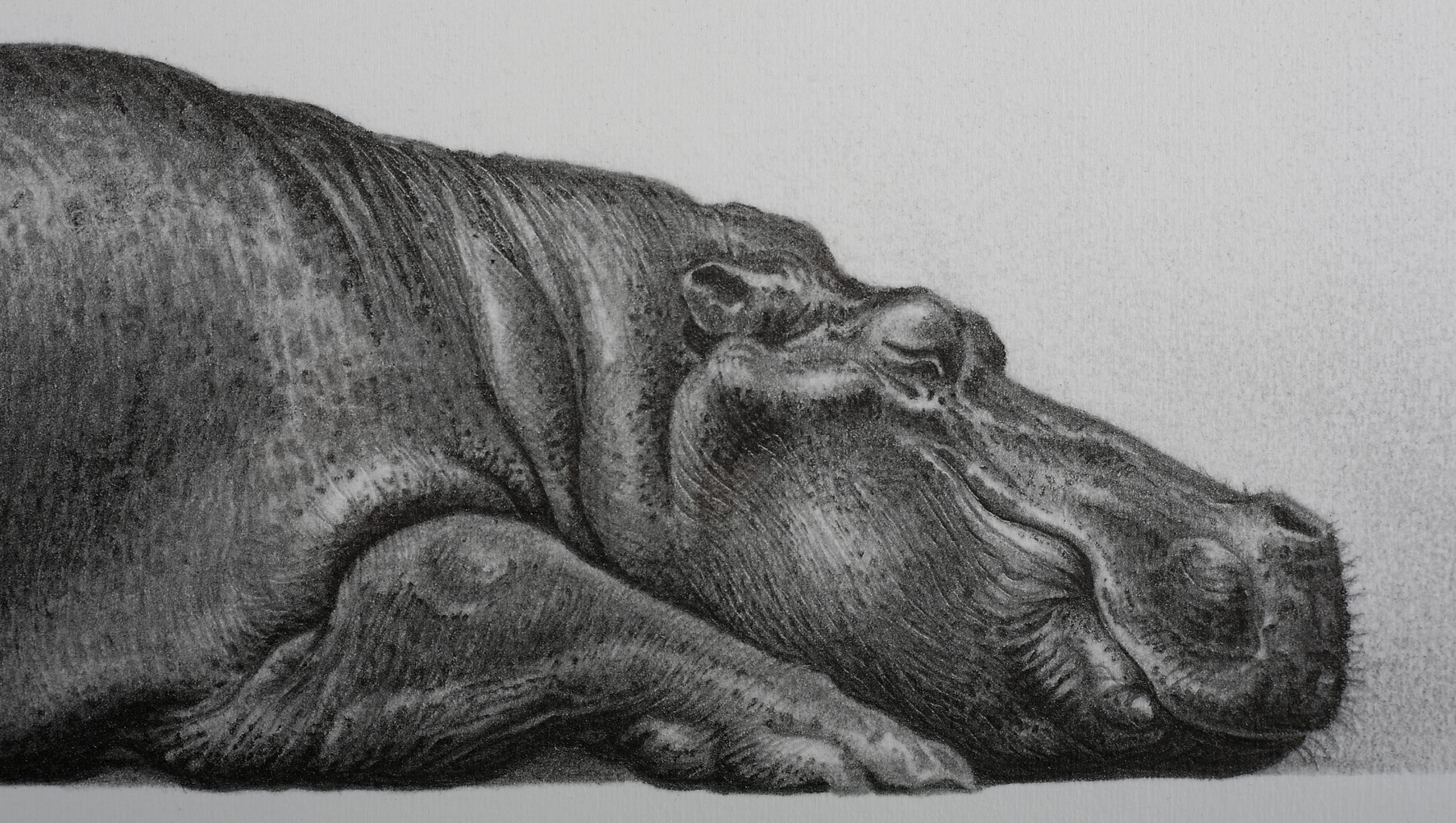ARR By and After Gary Hodges (b.1954), Tropical Slumber, study of a hippo, lithograph no 579/850, - Image 4 of 5