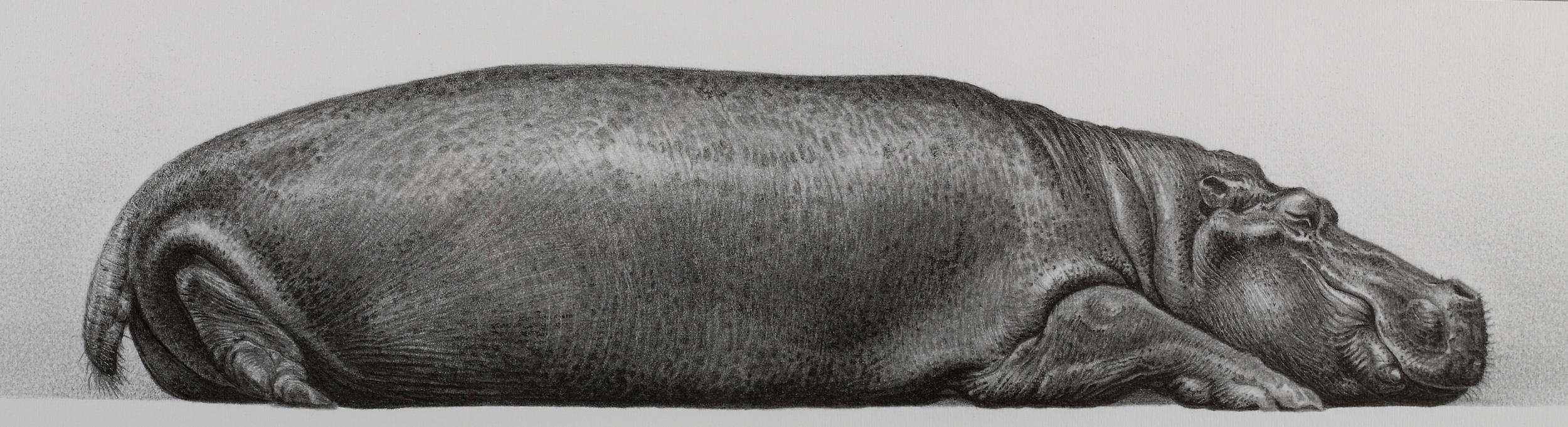 ARR By and After Gary Hodges (b.1954), Tropical Slumber, study of a hippo, lithograph no 579/850, - Image 2 of 5