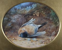 Mary A Hull (19th century) Fallen Finch, watercolour, signed to lower right, oval, 15cm x 18.5cm