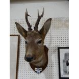 A Taxidermy Deer Head On An Oak Shield Mount, Dated 1960