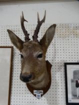 A Taxidermy Deer Head On An Oak Shield Mount, Dated 1960