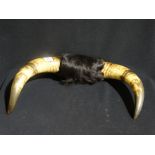 A Pair Of Steer Horns