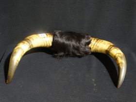 A Pair Of Steer Horns