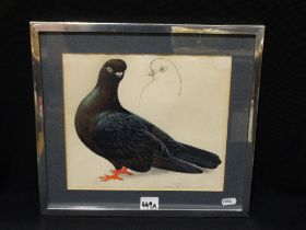 Charles Frederick Tunnicliffe RA (1901 – 1979) Watercolour & Pencil, Study Of A Tumbler Pigeon,