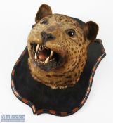 Antique Taxidermy Leopards Head mounted on shield shaped mount with alternating light and dark