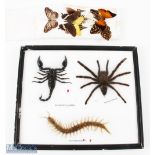 Small Selection of Taxidermy Insects inc scorpion, tarantula and centipede, with a small selection