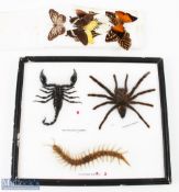Small Selection of Taxidermy Insects inc scorpion, tarantula and centipede, with a small selection
