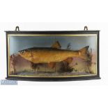 Taxidermy Dace / Bleak Cased Fish in bow fronted glazed case with naturalistic ground, no