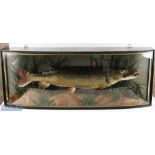 Cased Fish - W.F Homer preserved Pike - in bow fronted glass case with gilt line edge, 'Caught at