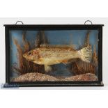 Taxidermy Miniature Cased Ruffe Dace Fish, with a natural scene, size of case is 24cm x 15cm x 6.5cm