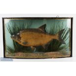 Taxidermy Cased Fish Bream 4lb 4 oz, in a bow fronted glass case, caught by H Swaddling at St