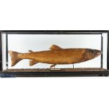 Taxidermy Cased Fish Trout, 15lb Aug 1903, the River Truim Scottish Highlands, caught by D