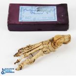 Antique Bone Educational Medical Model of a Right Foot an antique original bone chiropodist training