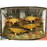 Large Bow Front Cased Group of Roach and Chub Taxidermy having 2x roach and 2x chub mounted on