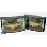 Pair of Taxidermy Roach in Individual Bow Front Cases by J Cooper one case having inner label ‘Roach