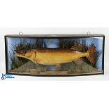 J Cooper & Sons Pike Taxidermy in Bow Front Case weight 19 3/4lbs on naturalistic ground with hand