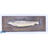 Painted Plaster Cast of a Trout length approx. 51cm, mounted on an oak board, 67cm x 24cm, fish a/
