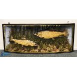 J Cooper & Sons Large Twin Trout Taxidermy in bow fronted case with naturalistic ground, bears J