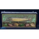 Taxidermy Cased Fish of a small Pike fish length approx. 54cm long, faded makers label to top left