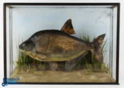 Cased Fish - fine cased Bream in a flat front display case measures 28.5x20.5x8" approx., within a