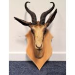 TAXIDERMY GAZELLE HEAD mounted on a light oak shield