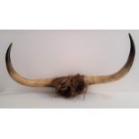 TAXIDERMY a pair of Highland cow horns mounted on a wood block, 94.5cm wide