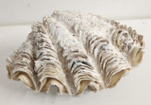 LARGE CLAM SHELL in two sections, 24cm long