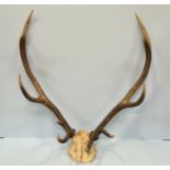 A set of ten-point stag's antlers with bone scalp