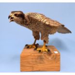 A painted ceramic figure of a Goshawk, mounted on square wooden pedestal base, 49cm long, together