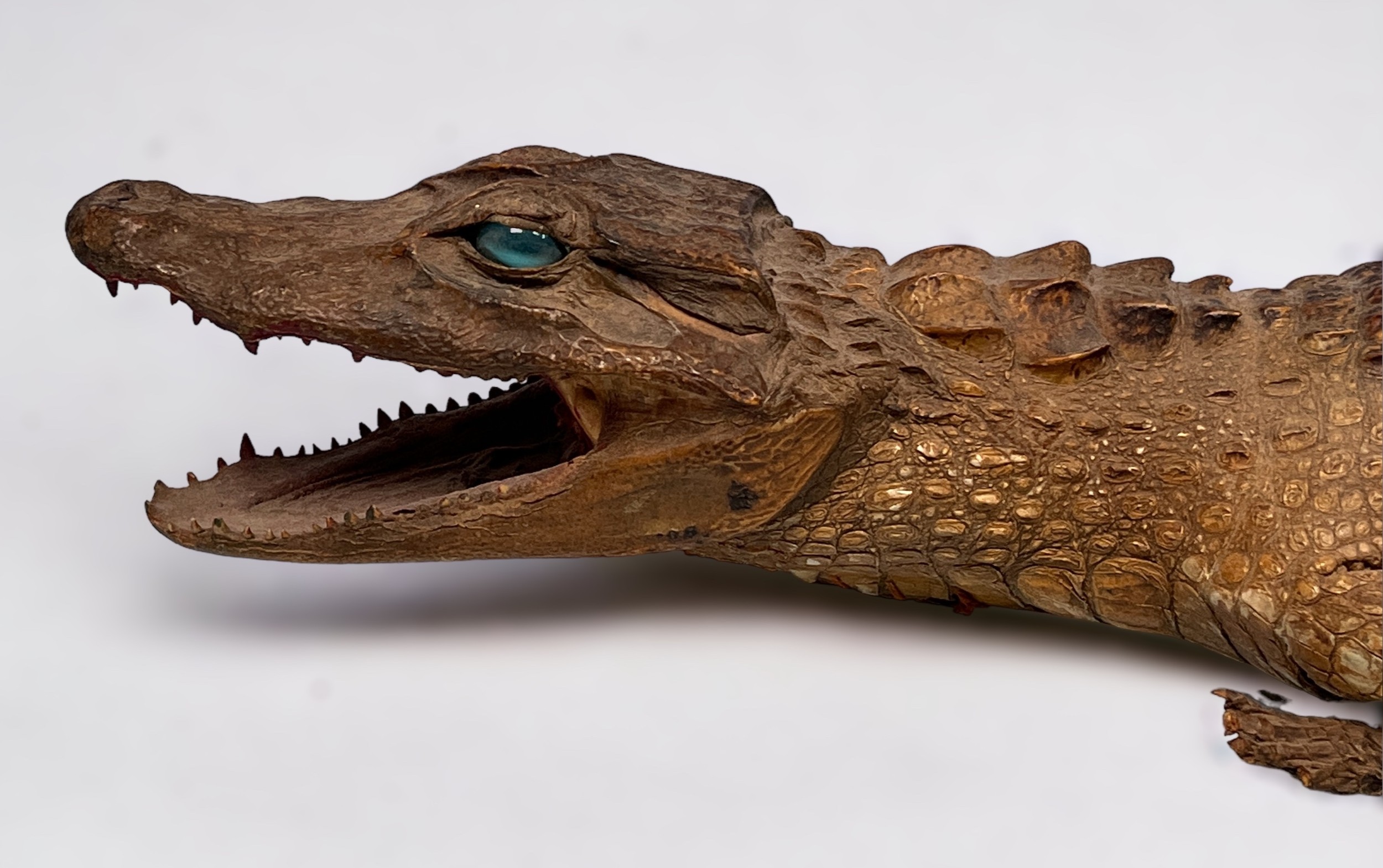 A Taxidermy model of Caiman, (a/f) 75cm long - Image 3 of 9