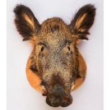A large Taxidermy Wild Boar's Head, mounted on oak shield,