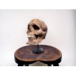 A Rare Sailor's Whalebone Carved Model of a Human Skull, with bone teeth, 20cm high, 30cm high on