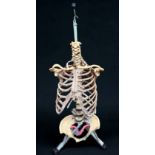An anatomical model of human torso skeleton, by ESP (Educational Scientific Products Ltd)