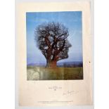 Storm Thorgerson (1944 - 2013) Pink Floyd - Tree of Half Life, limited edition print 476/500, from