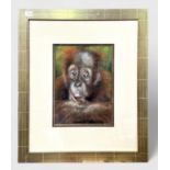 Tina Kirk. Baby Orangutan, signed, pastel on paper, 30x24cm, together with a study of two Hedgehogs,