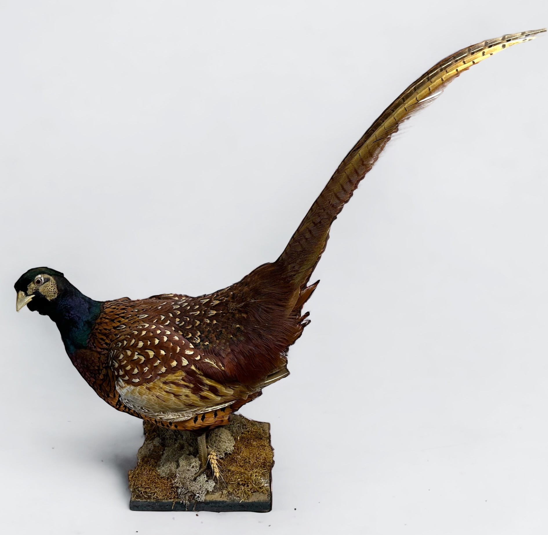 A vintage taxidermy pheasant, raised on naturalistic square base, 36cm tall to top of head - Image 2 of 2