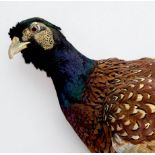 A vintage taxidermy pheasant, raised on naturalistic square base, 36cm tall to top of head