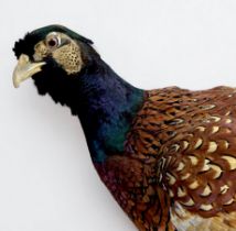 A vintage taxidermy pheasant, raised on naturalistic square base, 36cm tall to top of head