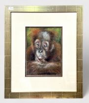 Tina Kirk. Baby Orangutan, signed, pastel on paper, 30x24cm, together with a study of two Hedgehogs,