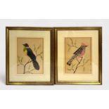 Seven assorted Victorian feather and watercolour collages of birds, including a Guamirro, a