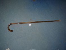 A walking Stick with Chester silver tip and collar.