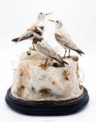 Three Taxidermy birds, cased with two small shore birds and another, under a glass dome,