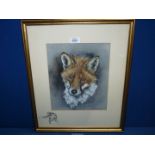 A framed and mounted Watercolour depicting a fox,