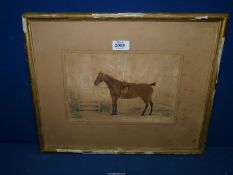 A framed and mounted watercolour depicting a Thoroughbred horse in tack, no visible signature.