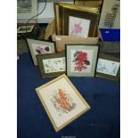 A quantity of framed floral Prints.