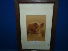 A framed and mounted H. Simon portrait of a Spaniel, dated 1872. 6 1/2" x 9 1/2".
