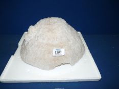 A large piece of dome shaped Coral.