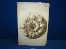 Augusta Mary Warren: graphite study of an architectural plaster rose feature (Kensington School of