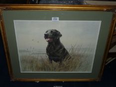 A framed and mounted James Rowley Limited edition Print no 77/850 of a Black Labrador.