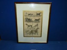 A framed and mounted engraving titled 'Canis Dogs', engraved by W. Warwick, 17" x 21 1/4".